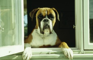 angry-bull-mastiff-hanging-out-window-wt-johnson