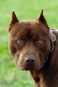 4 Most Dangerous Dog Breeds