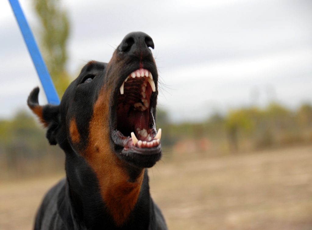 Barking Doberman dog on a leash